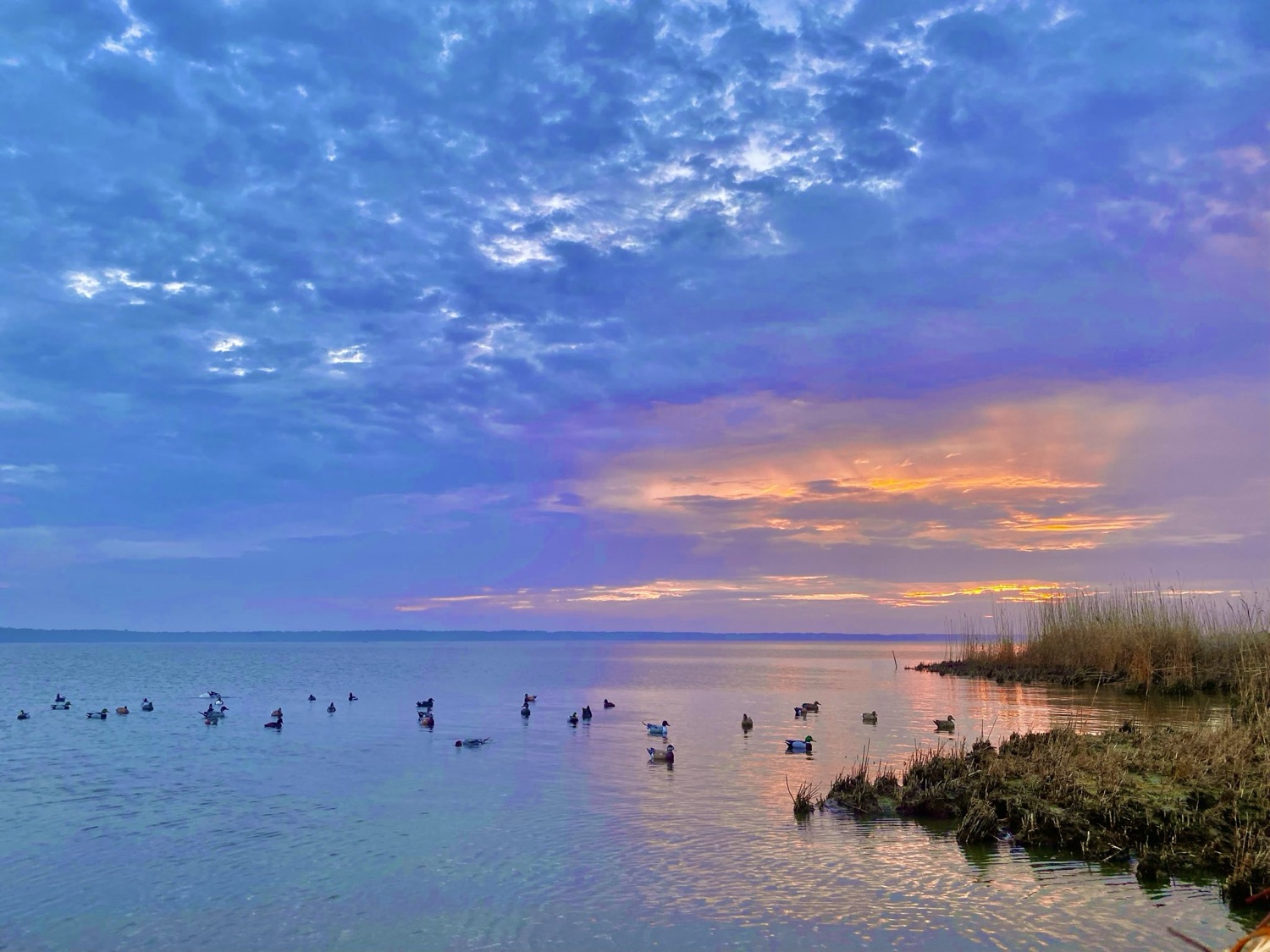 Duck decoy spread on open water at sunrise beside a marsh grass point
